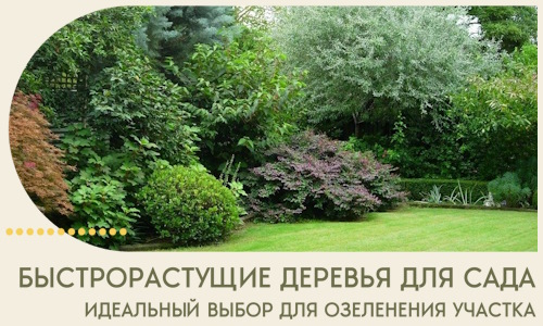 Быстрорастущие деревья для сада идеальный выбор в Карталах
